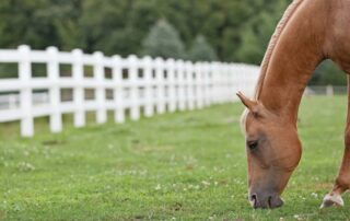 Agricultural Fencing for Horses