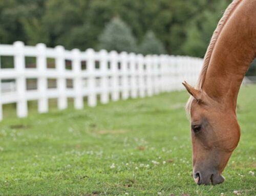 Top 4 Things to Consider When Purchasing Agricultural Fencing for Horses