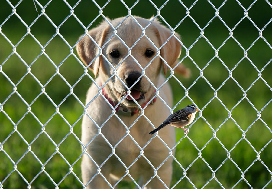 Chain-Link Fence Installation - Project 2